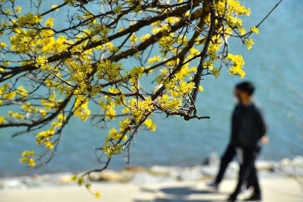 사진 = 완연한 봄 날씨가 이어진 3월, 장성 황룡강에도 갓 피어난 봄꽃들이 상춘객을 반겼다.