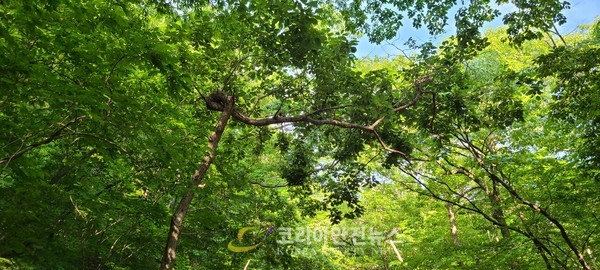 사진 = 순천 선암사 올라가는 길목에 뿌리를 내린 회오리 모양의 나무 / 사진촬영 = 오명하 기자