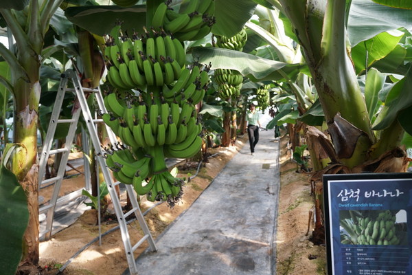 사진 = 해남농업기술센터 첨단하우스 바나나 재배