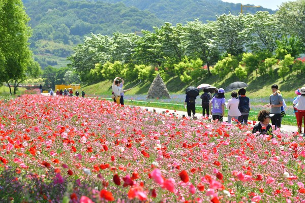 사진 = ‘장성 황룡강 洪(홍)길동무 꽃길축제’가 오는 5월 19일부터 21일까지 3일간 열린다
